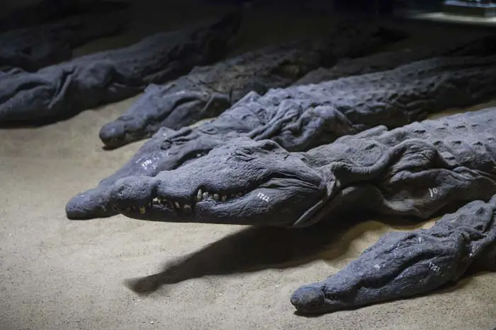 Mummified Crocodiles at Kom Ombo