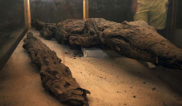 Mummified Crocodiles